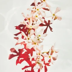 Alive Parfum Eau De Parfum 30ml