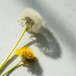 Apple Cider Extra 30 pcs