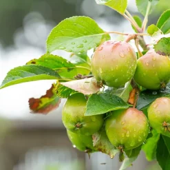 Apple Cider Gummies 60 pcs