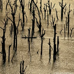 Aqua Allegoria Neroli Vetiver Forte Eau De Parfum 75ml