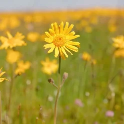 Arnica Massage Oil 200ml