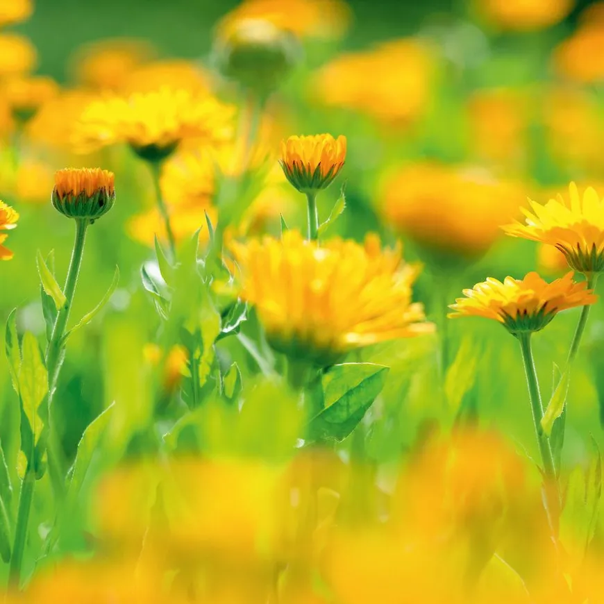 Baby Calendula Face Cream 50ml