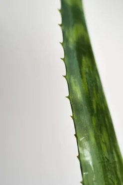 Black Rice Hyaluronic Essence 50ml