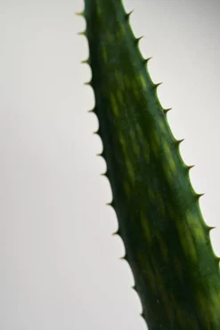 Black Rice Hyaluronic Essence 50ml