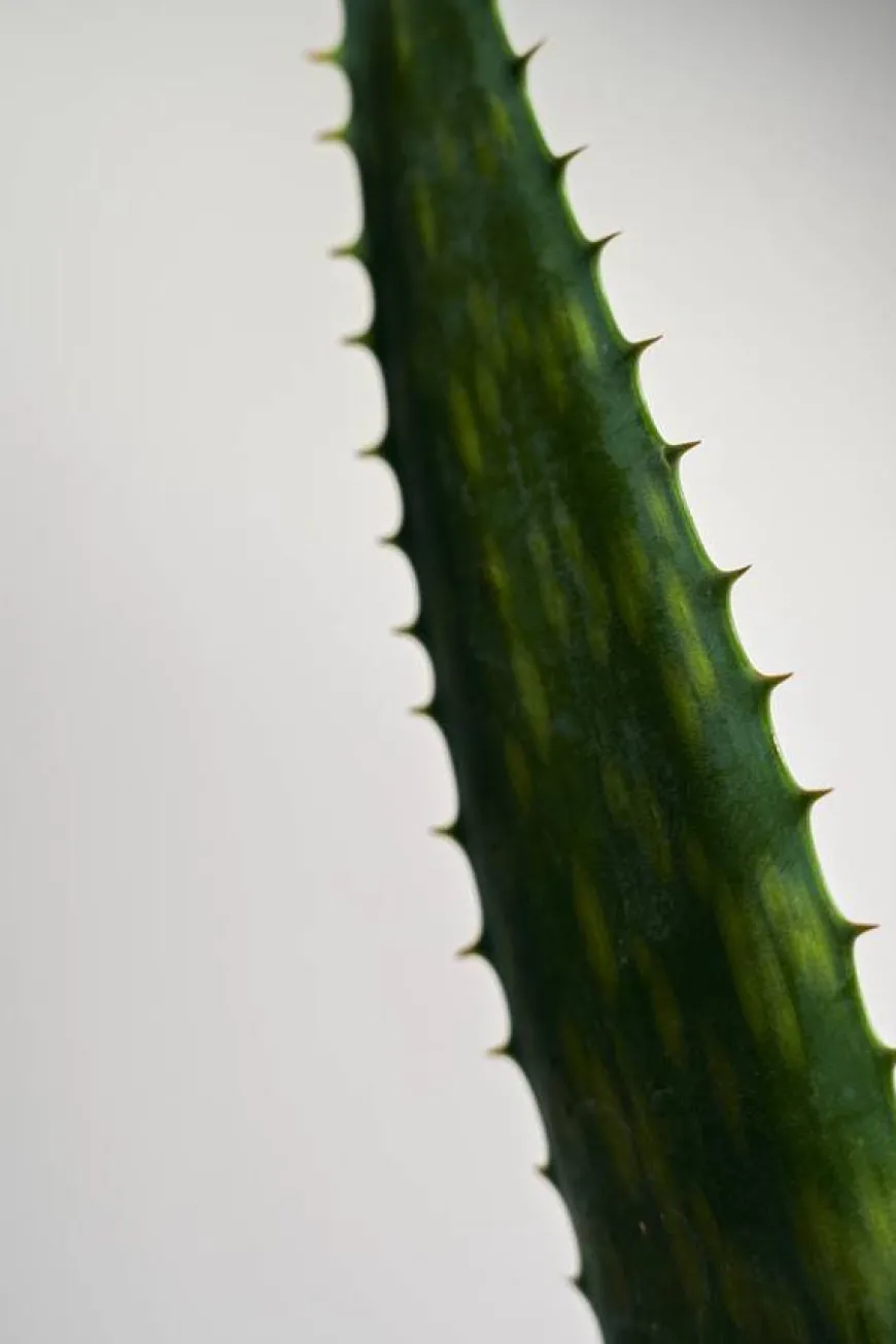 Black Rice Hyaluronic Essence 50ml