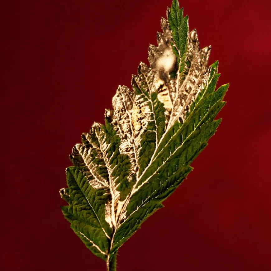 Boss Alive Absolu Eau De Parfum Intense 50ml