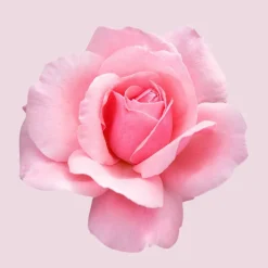 Boss Ma Vie Eau De Parfum For Women 75ml