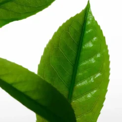 CK One Deodorant Stick Unisex 75g