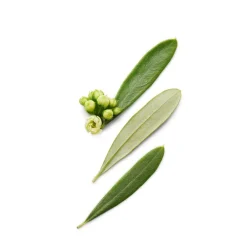 Code Deodorant Stick 75g