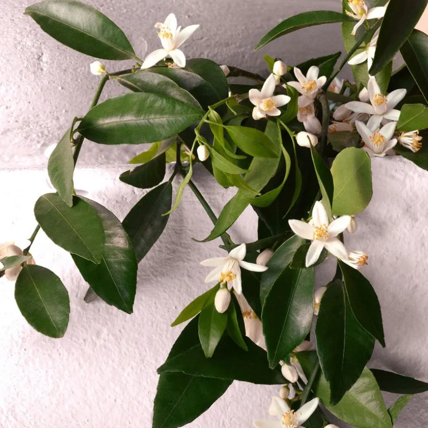 Devotion Eau de Parfum Intense 100ml