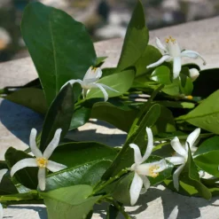 Devotion Eau De Parfum 50ml