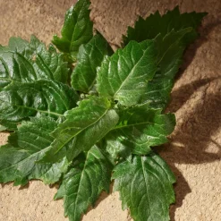 Devotion Pour Homme Eau de Parfum 50ml