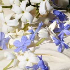 Dolce Blue Jasmine Eau De Parfum 50ml