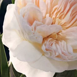 Eau De Parfum For Women 30ml