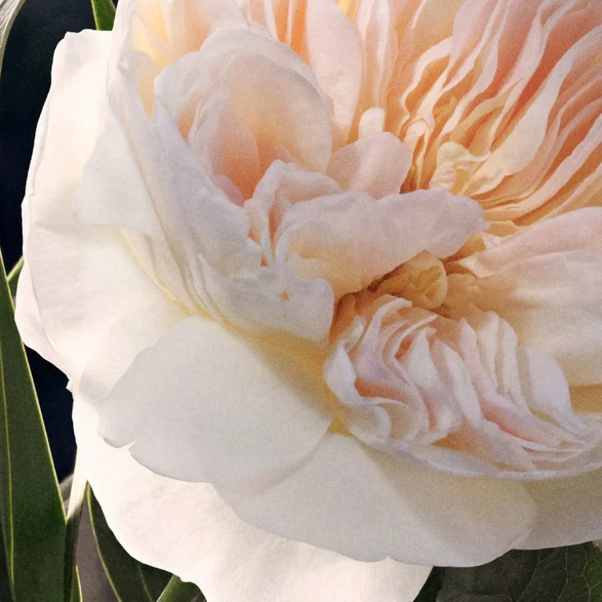 Eau De Parfum For Women 30ml