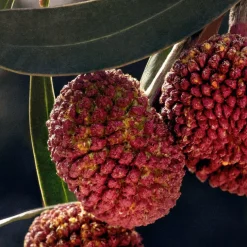 Eau De Parfum For Women 30ml