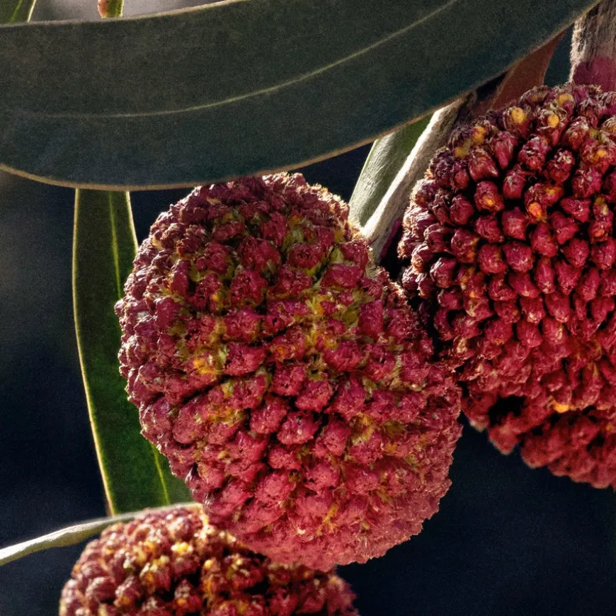 Eau De Parfum For Women 30ml