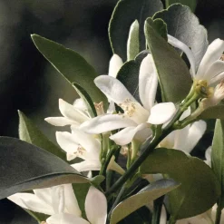 Eau De Parfum Naturelle For Women 30ml