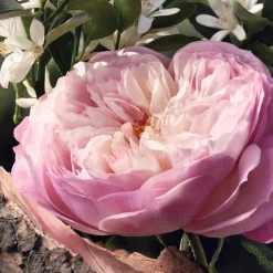 Eau De Parfum Naturelle For Women 50ml