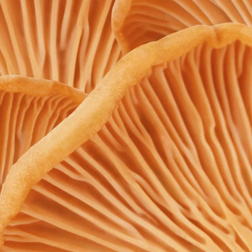 Grow Volume Conditioner 175ml