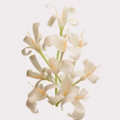 Her Eau De Toilette For Women 50ml