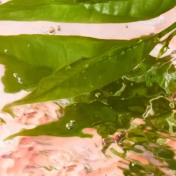 Idôle Eau de Toilette 25ml