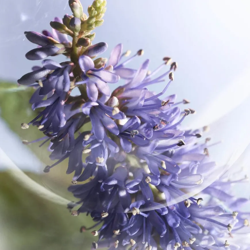 La Vie Est Belle Iris Absolu Eau De Parfum 50ml