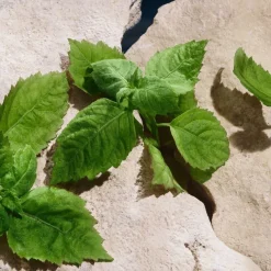 Light Blue Capri In Love Pour Homme Eau De Parfum 50ml