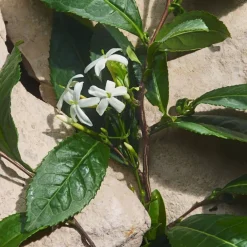 Light Blue Capri In Love Eau De Parfum 50ml