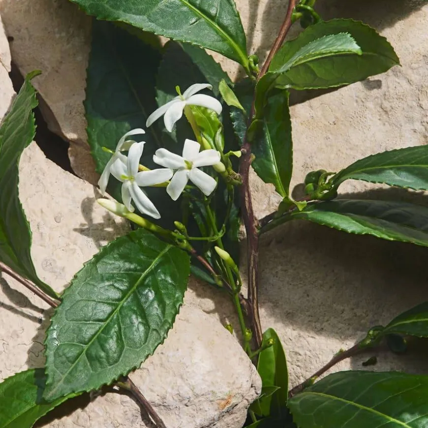 Light Blue Capri In Love Eau De Parfum 50ml