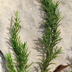 Light Blue Pour Homme Eau De Toilette 100ml