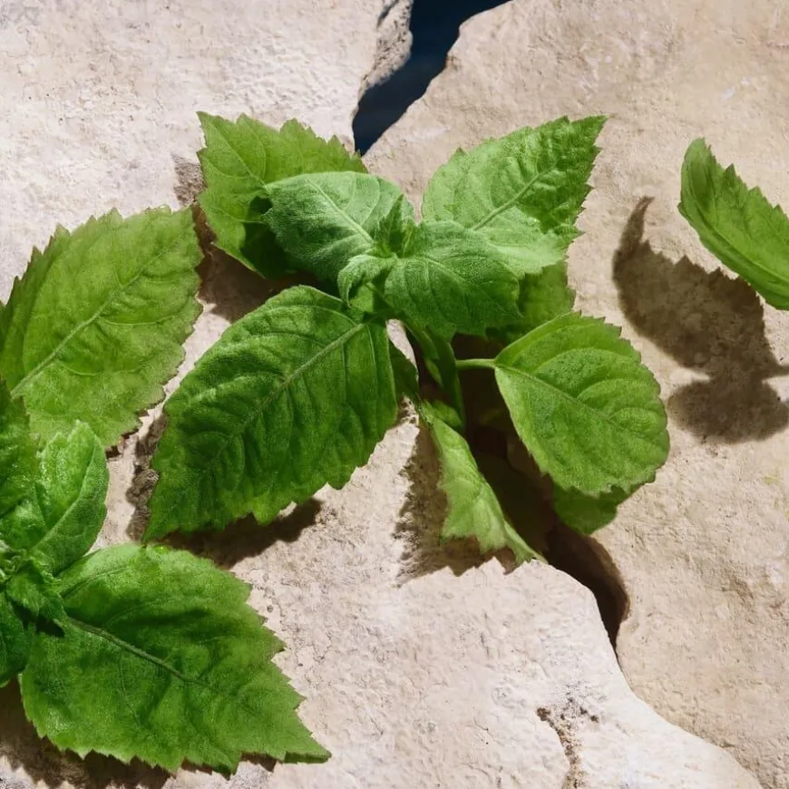 Light Blue Pour Homme Eau De Toilette 100ml