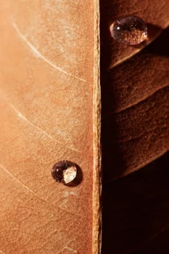 Maple Energy Infusing Serum 30ml