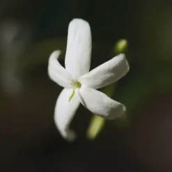 Nomade Jasmin Naturel Eau De Parfum 75ml