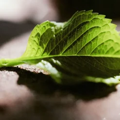 Nomade Jasmin Naturel Intense Eau De Parfum 50ml