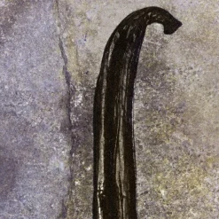 Nomade Nuit d'Egypte Eau De Parfum 50ml