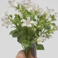 Perfect Eau De Toilette 50ml