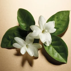 Pour Femme Eau De Parfum 30ml