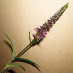 Pour Femme Eau De Parfum 30ml