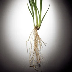 Pour Homme Eau De Parfum 100ml