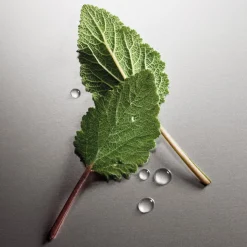 Pour Homme Deostick 75 ml