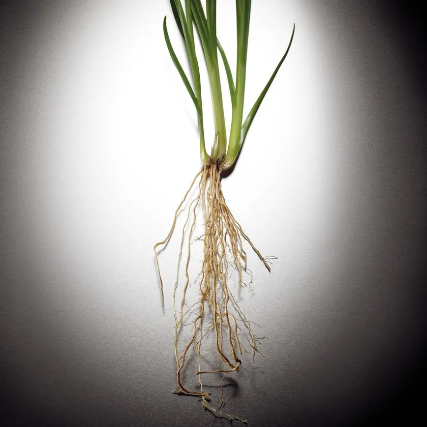 Pour Homme Eau De Parfum 50ml