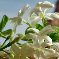 Q By Dolce&Gabbana Parfum 100ml