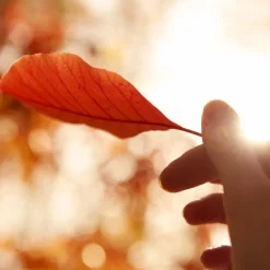 Replica Autumn Vibes Eau De Toilette 100ml