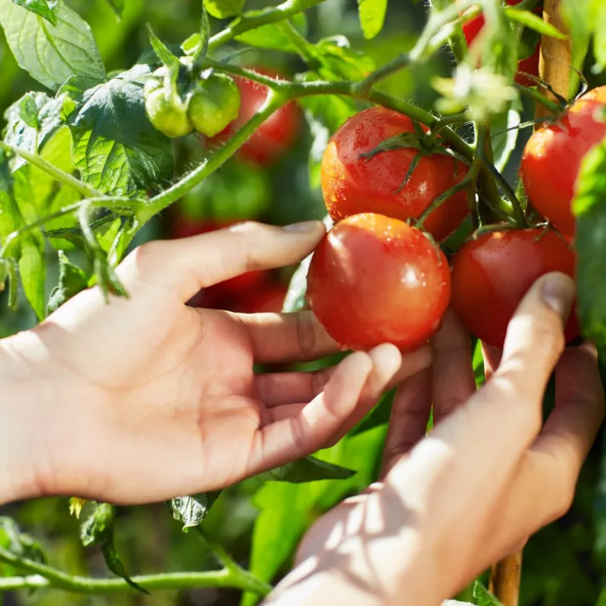 Replica From the Garden Eau De Toilette 100ml