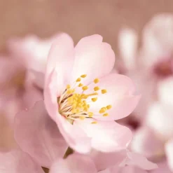 Sensitive Facial Oil 50ml