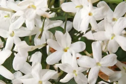 Sexy Amber Eau De Parfum 50ml