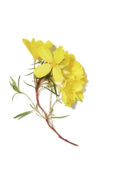 Shampoo for Dry Hair with Evening Primrose 473 ml