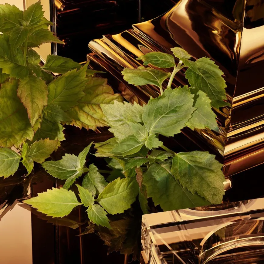 The One Pour Homme Gold Intense Eau De Parfum 50ml