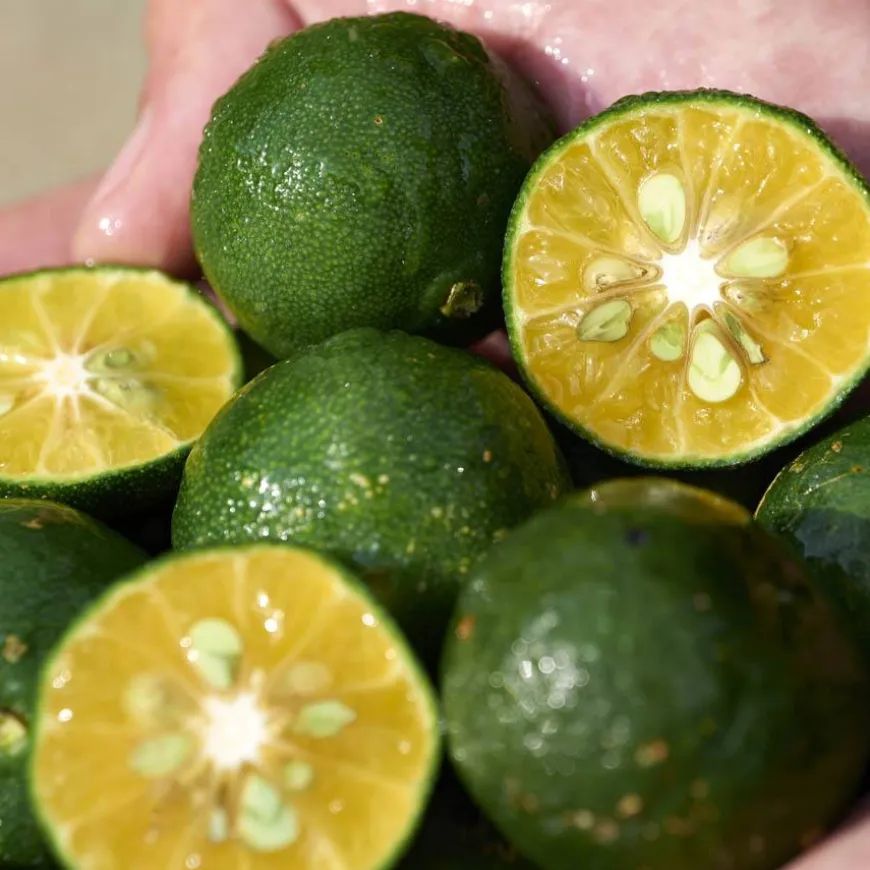 Waso Shikulime Color Controll Oil-Free Moisturizer SPF30 50ml